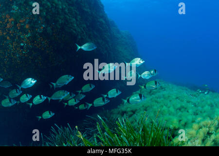 Banc de deux bandes de brèmes, Diplodus vulgaris et brème blanc africain Diplodus sargus cadenati (, Ustica, Italie, Méditerranée, Mer Tyrrhénienne Banque D'Images