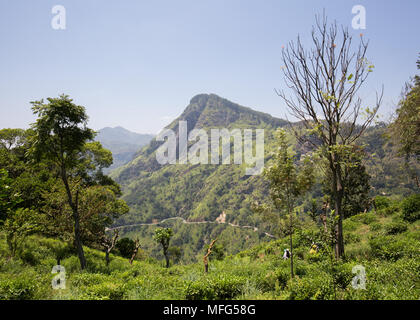 Avis de rock Ella, Ella, le district de Badulla, Province d'Uva, au Sri Lanka, en Asie. Banque D'Images