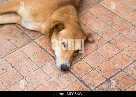 Rue Brown dog au Sri Lanka Banque D'Images