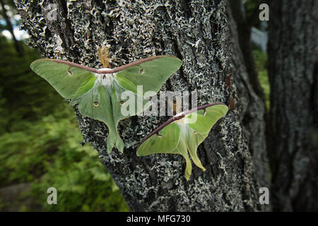 Luna les mites, Actias luna au Nouveau-Brunswick, Canada Banque D'Images