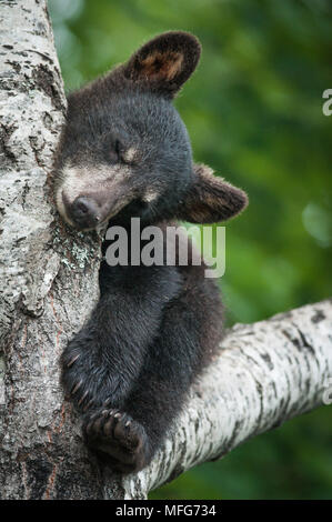 Black Bear cub, Ursus americana, dormir dans l'arbre, Nouveau-Brunswick, Canada Banque D'Images