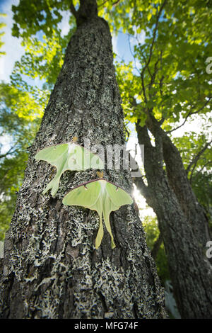 Les papillons de Luna Luna Actia au Nouveau-Brunswick Canada Banque D'Images