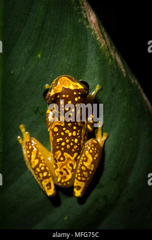 Un sablier en ebraccatus Dendropsophus treefrog Parc National de Tortuguero Costa Rica Banque D'Images