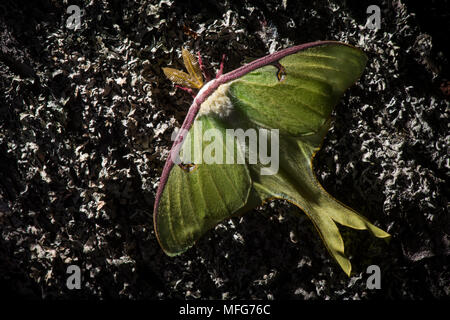 Luna moth, Actias luna, s'accroche à un arbre de la forêt acadienne, News du Nouveau-Brunswick, au Canada. Banque D'Images