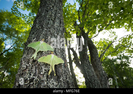 Luna les mites, Actias luna, Nouveau-Brunswick, Canada Banque D'Images
