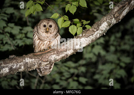 Chouette rayée Strix varia,, dans la forêt acadienne, Nouveau-Brunswick, Canada. Banque D'Images