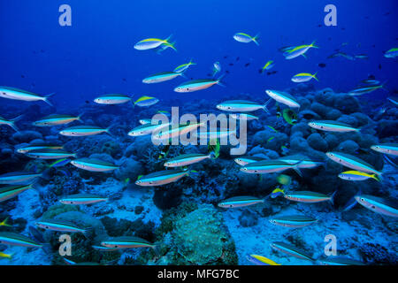 Banc de blue-dash fusilier, Pterocaesio tile, Aldabra Atoll, Site du patrimoine mondial naturel, Seychelles, océan Indien Date : 24.06.08 Ref : ZB777 115630 Banque D'Images
