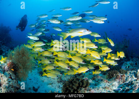 Scuba Diver avec banc de lutjans à rayures bleu, Lutjanus kasmira Valenciennes, l'un-spot snapper Lutjanus monostigma, Russel's snapper Lutjanus russe Banque D'Images