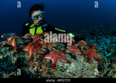 Scuba Diver avec coussin Panamic star, Pentaceraster cumingi, Mer de Cortez, Baja California, au Mexique, à l'Est de l'océan Pacifique Date : 24.06.08 Ref : ZB777 1 Banque D'Images