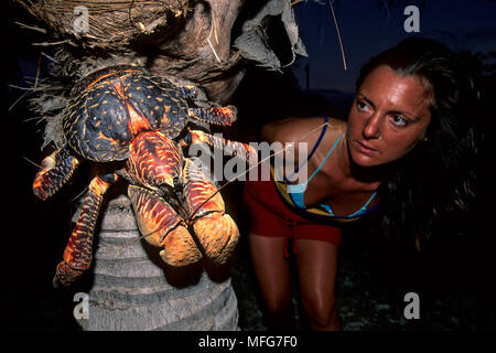 Femme à crabes de cocotiers sur un Palm, Birgus latro, Aldabra Atoll, Site du patrimoine mondial naturel, Seychelles, océan Indien Date : 24.06.08 Ref : ZB777 Banque D'Images