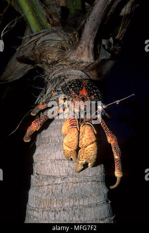 Crabe de cocotier sur un Palm, Birgus latro, Aldabra Atoll, Site du patrimoine mondial naturel, Seychelles, océan Indien Date : 24.06.08 ref : 115635 ZB777  0023 CO Banque D'Images