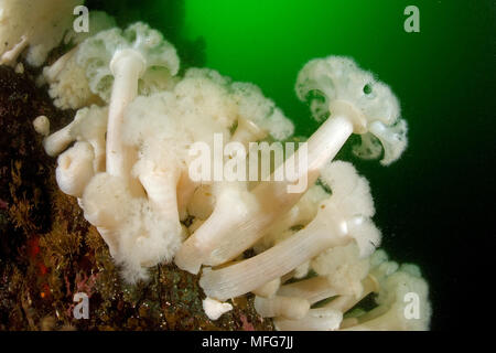 White-empanaché, anémone Metridium senile, île de Vancouver, Colombie-Britannique, Canada, Océan Pacifique Date : 22.07.08 ref : 117075 ZB777  0003 Scolarité obligatoire Banque D'Images