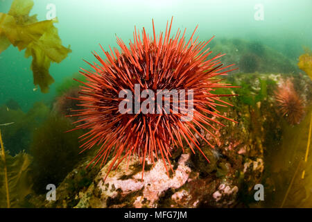 Rouge géant, de l'oursin Strongylocentrotus franciscanus, île de Vancouver, Colombie-Britannique, Canada, Océan Pacifique Date : 22.07.08 ref : 117075 ZB777  00 Banque D'Images