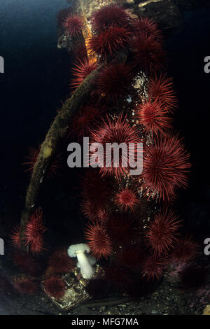 L'oursin rouge géant, Strongylocentrotus franciscanus, île de Vancouver, Colombie-Britannique, Canada, Océan Pacifique Date : 22.07.08 ref : 117075 ZB777  0 Banque D'Images