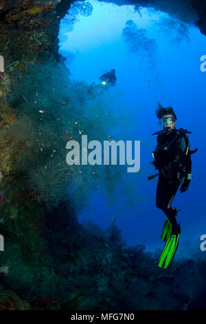 Plongée sous marine dans une grotte et corail noir, Antipathes sp. , Lieu de plongée Santuary, Sayulita, Bohol, Central Visayas, Philippines, l'océan Pacifique Dat Banque D'Images