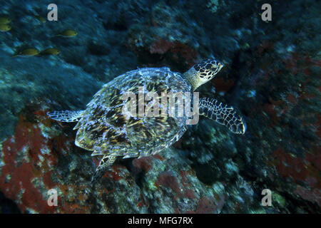 La tortue imbriquée, Eretmochelys imbricata, Fernando de Noronha National Marine Sanctuary, Pernambuco, Brésil, Océan Atlantique Sud Date : 22.07.08 Ref Banque D'Images