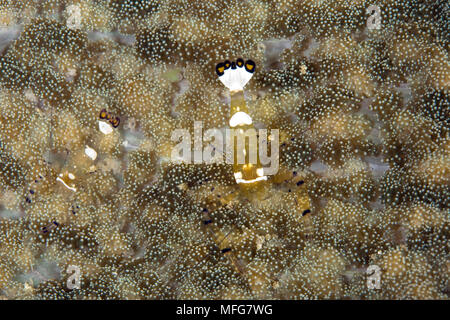 Couple de crevettes, Periclimenes brevicarpalis commensal dans Cryptodendrum adhaesivum anémone de mer, Han, Reef Dive site, Gili Air, Lombok, Indonésie, Pac Banque D'Images