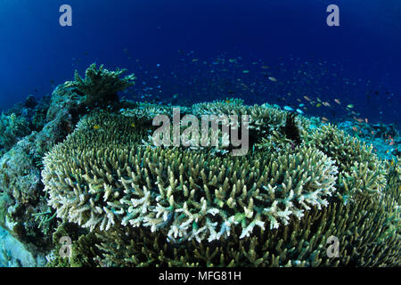 Coraux durs, Acropora robusta, îles de l'archipel de Komodo, le Parc National de Komodo, en Indonésie, l'océan Pacifique Date : 23.07.08 ref : 117122 ZB777  COM 0007 Banque D'Images