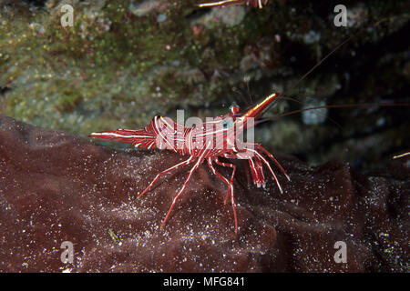 Durban-charnière, crevettes Rhynchocinetes durbanensis bec, îles de l'archipel de Komodo, le Parc National de Komodo, en Indonésie, l'océan Pacifique Date : 23.07.08 Re Banque D'Images