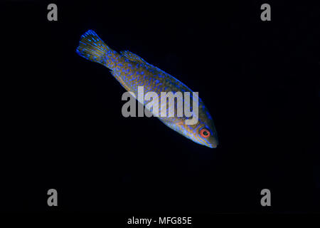 Cuckoo wrasse juvénile mâle, Labrus bimaculatus, Marettimo Island, petite île montagneuse de groupe Egadi, sur la côte nord-ouest de la Sicile, Ital Banque D'Images