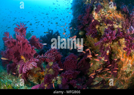 Essaim de fairy basslet Méditerranée, Anthias anthias et rouge gorgonia, Paramuricea clavata, Marettimo Island, petite île montagneuse de groupe Egadi Banque D'Images