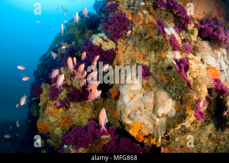 Essaim de fairy basslet Méditerranée, Anthias anthias et rouge gorgonia, Paramuricea clavata, Marettimo Island, petite île montagneuse de groupe Egadi Banque D'Images