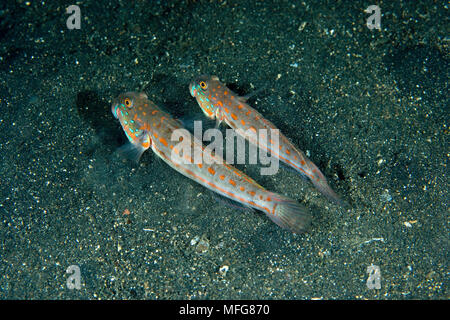 Couple d'Orange-sleepergoby Valenciennea puellaris, tachetée, le Détroit de Lembeh, au nord de Sulawesi, Indonésie, l'océan Pacifique Date : 23.07.08 Ref : ZB777 1171 Banque D'Images