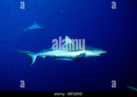 Requin gris de récif, Carcharhinus amblyrhynchos femelle, avec les marques de morsures visibles, Palau (Belau), Micronésie, l'océan Pacifique Date : 23.07.08 Ref : ZB Banque D'Images