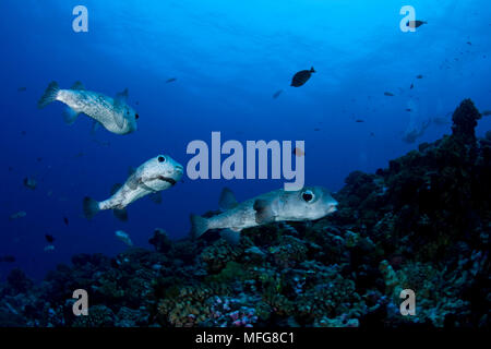 Poisson porc-épic Diodon hystrix, site de plongée, de Tiputa, l'atoll de Rangiroa, archipel des Tuamotu, en Polynésie française, l'Océan Pacifique Banque D'Images