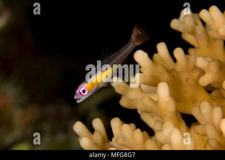 Redeye, Bryaninops natans gobie planant sur les coraux durs, les Maldives, l'Océan Indien Banque D'Images