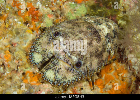 Cigale de mer sculptée, Parribacus antarcticus, Maldives, océan Indien Banque D'Images