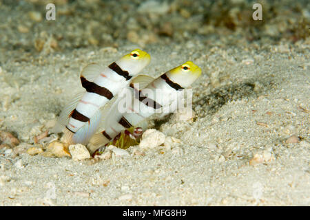 Yellownose shrimpgoby de couple, Stonogobiops xanthorhinica, avec alpheid, crevettes Alpheus randalli, Maldives, océan Indien Banque D'Images