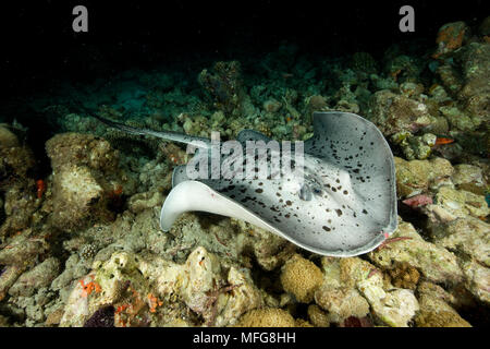 Marbré de Taeniura meyeni, Stingray, Maldives, océan Indien Banque D'Images