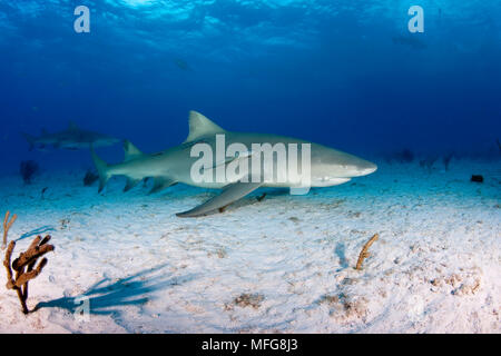 Le requin, Negaprion brevirostris, accompagnant de Remora ou suckerfish, Nord des Bahamas, mer des Caraïbes, Océan Atlantique Banque D'Images