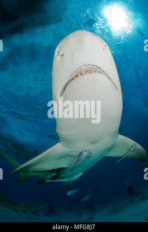 Le requin, Negaprion brevirostris, Nord des Bahamas, mer des Caraïbes, Océan Atlantique Banque D'Images