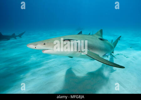 Le requin, Negaprion brevirostris, accompagnant de Remora ou suckerfish, Nord des Bahamas, mer des Caraïbes, Océan Atlantique Banque D'Images