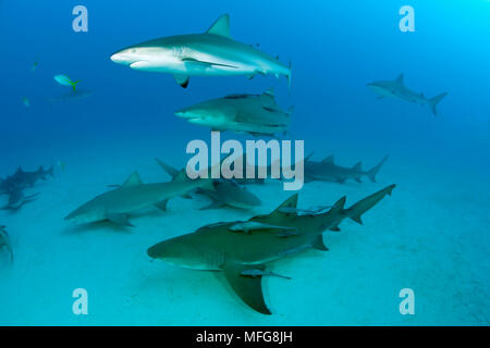 Les requins gris de récif, Carcharhinus amblyrhynchos requin citron, et Negaprion brevirostris, Nord des Bahamas, mer des Caraïbes, Océan Atlantique Banque D'Images