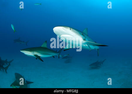 Couple de les requins gris de récif, Carcharhinus amblyrhynchos, Nord des Bahamas, mer des Caraïbes, Océan Atlantique Banque D'Images