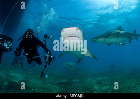 Scuba Diver photographie Jim Abernethy, requin tigre Galeocerdo cuvier, Nord des Bahamas, mer des Caraïbes, Océan Atlantique Banque D'Images