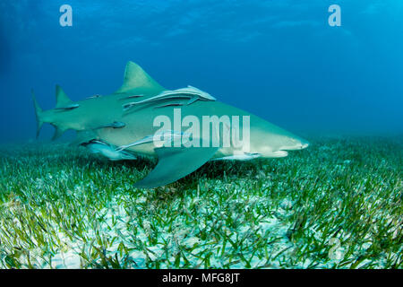 Le requin, Negaprion brevirostris, accompagnant de Remora ou suckerfish, Nord des Bahamas, mer des Caraïbes, Océan Atlantique Banque D'Images