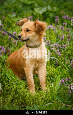 Le choix du chien sans-abri rousse sur jardin dans le village. Chien sans race. Banque D'Images