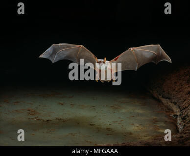 BAT Noctilio leporinus pêche en vol au-dessus de l'eau Banque D'Images