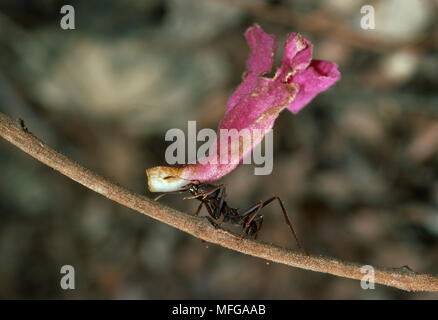 Coupeuses DE FEUILLES OU DE PARASOL ANT Atta sp. valeur comptable à fleurs nid pour cultiver les champignons jardin. Le Venezuela Banque D'Images