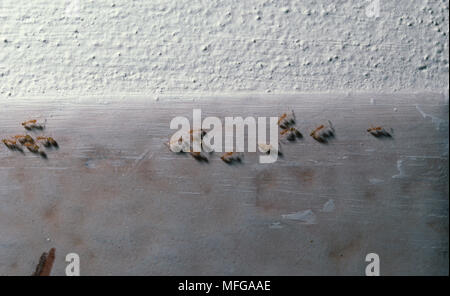 Monomorium pharaonis fourmi pharaon Banque D'Images