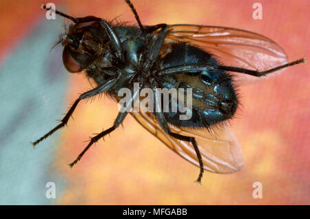 BLOW-FLY Fam : Calliphoridae vue ventrale Banque D'Images