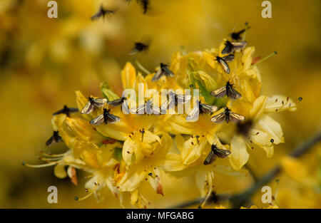 Papillons VERT LONGHORN de cour viridella d'Adela, sur Azalea Banque D'Images