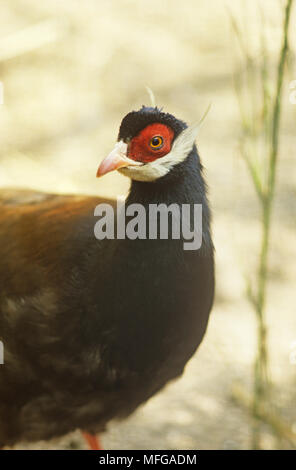 BROWN-EARED PHEASANT Crossoptilon mantchuricum Banque D'Images