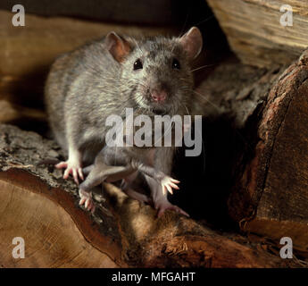 RAT SURMULOT Rattus norvegicus femelle jeune comptable dans la bouche Banque D'Images