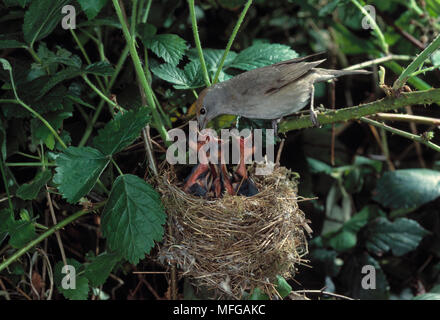 Sylvia atricapilla BLACKCAP femme nourrir les jeunes au nid Banque D'Images