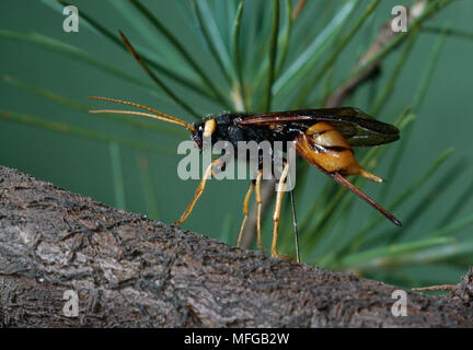 Plus de Magyar à WASP WASP ou bois géant Urocerus gigas à l'aide de leur ovipositeur creusent dans l'écorce pour pondre des oeufs Banque D'Images